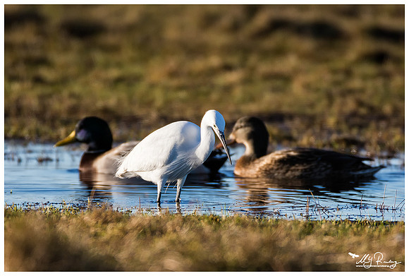 Little Egret (Kleine Zilverreiger) at the Lauwersmeer