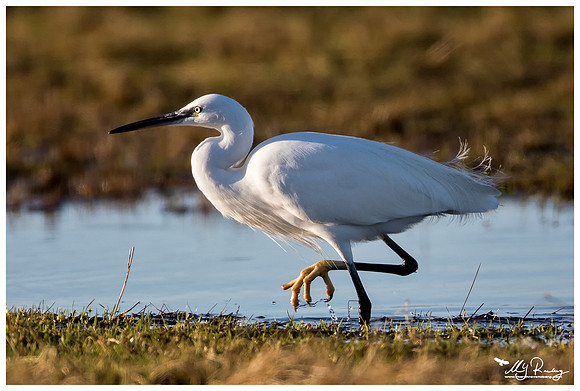 Little Egret (Kleine Zilverreiger) at the Lauwersmeer
