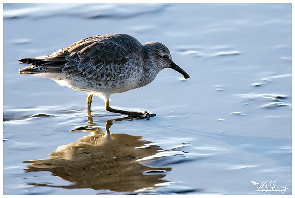 Red Knot (Kanoetstrandloper) at the harbour of Holwerd