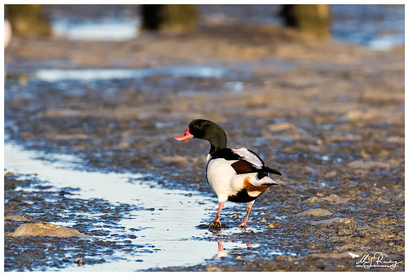 Common Shelduck (Bergeend) at the harbour of Holwerd