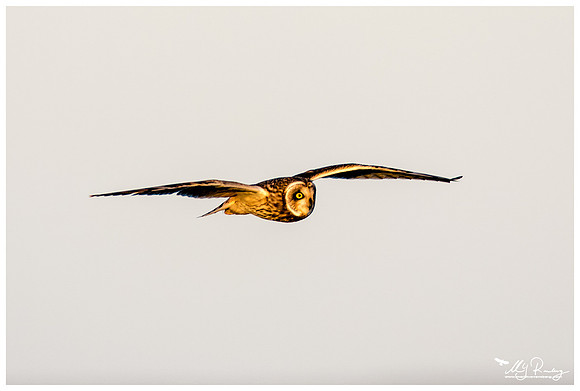 Short-eared Owl (Velduil) near the Lauwersmeer