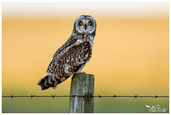 Short-eared Owl (Velduil) near the Lauwersmeer