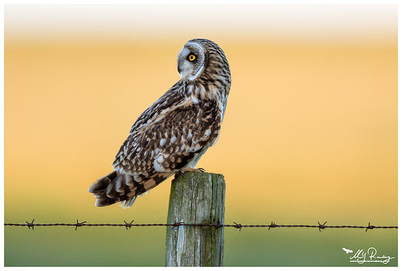Short-eared Owl (Velduil) near the Lauwersmeer