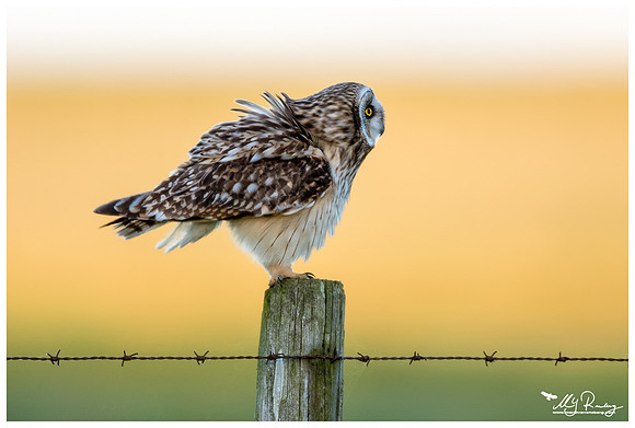 Short-eared Owl (Velduil) near the Lauwersmeer