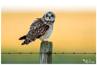 Lauwersmeer - The Netherlands (2016)