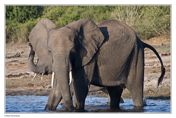 Savanna Elephant (In the Chobe River)