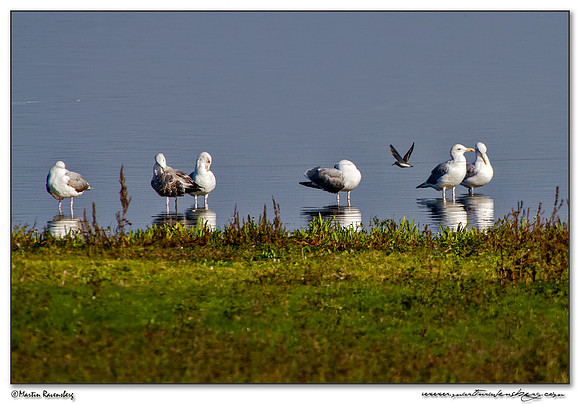Caspian Gull (Pontische Meeuw) near Linum and surrounding areas