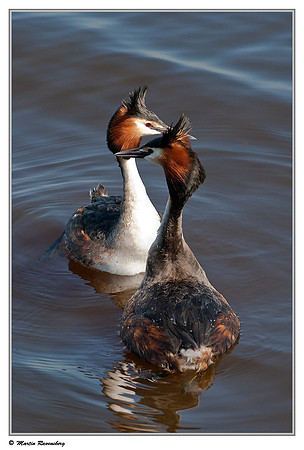Courtship behaviour of Great Crested Grebes (Fuut) at the Starrevaart lake near Stompwijk