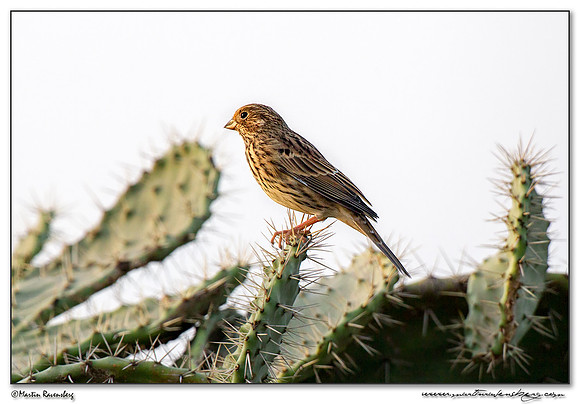 Corn Bunting (Grauwe Gors) at Los Lanches near Tarifa