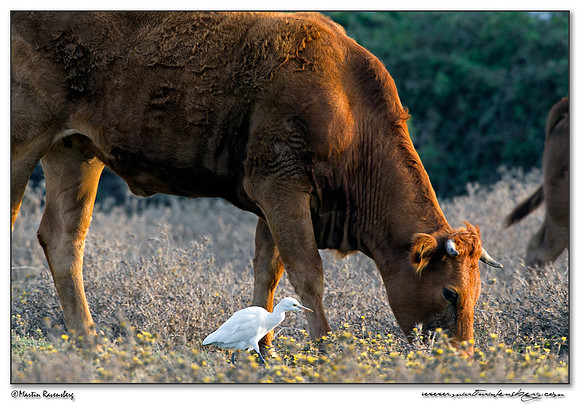 Cattle Egret (Koereiger) at Los Lanches near Tarifa