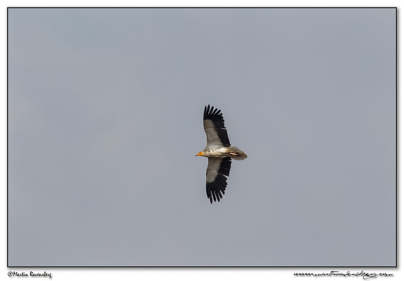 Egyptian Vulture (Aasgier) near Tarifa