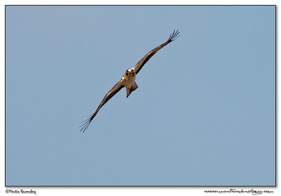 Booted Eagle (Dwergarend) near Tarifa