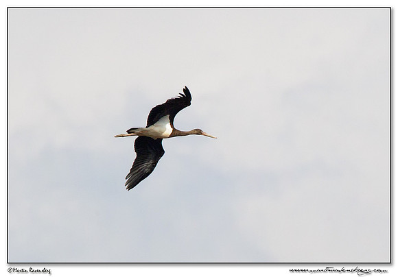 Black Stork (Zwarte Ooievaar) near Tarifa