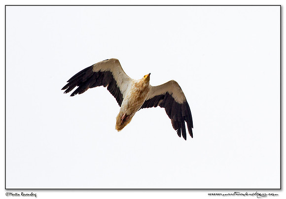 Egyptian Vulture (Aasgier) near Tarifa