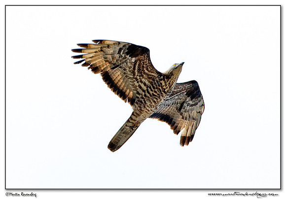European Honey Buzzard (Wespendief) near Tarifa