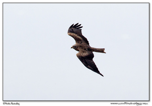 Black Kite (Zwarte Wouw) near Tarifa