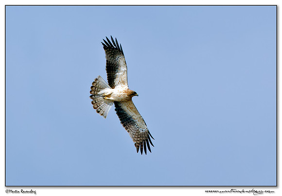 Booted Eagle (Dwergarend) near Tarifa