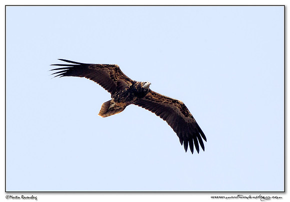 Egyptian Vulture (juvenile) (Aasgier) near Tarifa
