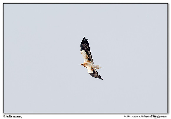 Egyptian Vulture (Aasgier) near Tarifa