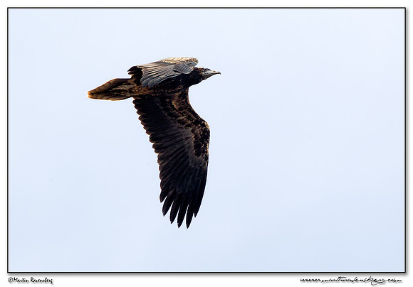 Egyptian Vulture (juvenile) (Aasgier) near Tarifa
