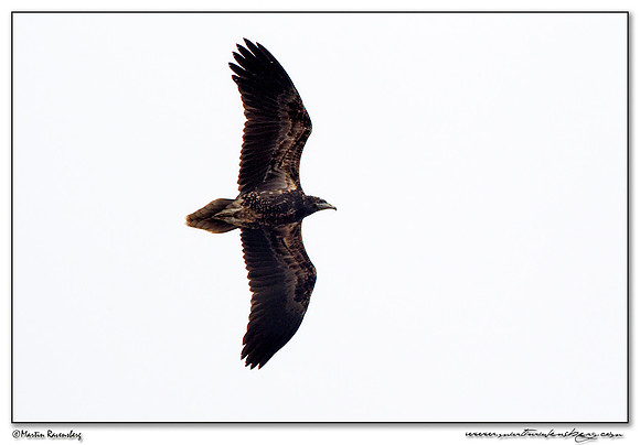 Egyptian Vulture (juvenile) (Aasgier) near Tarifa