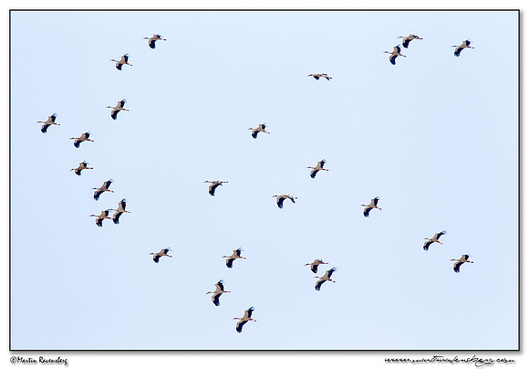 White Stork (Witte Ooievaar) near Tarifa