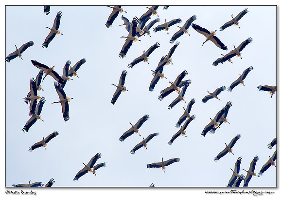White Stork (Witte Ooievaar) near Tarifa
