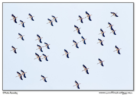 White Stork (Witte Ooievaar) near Tarifa