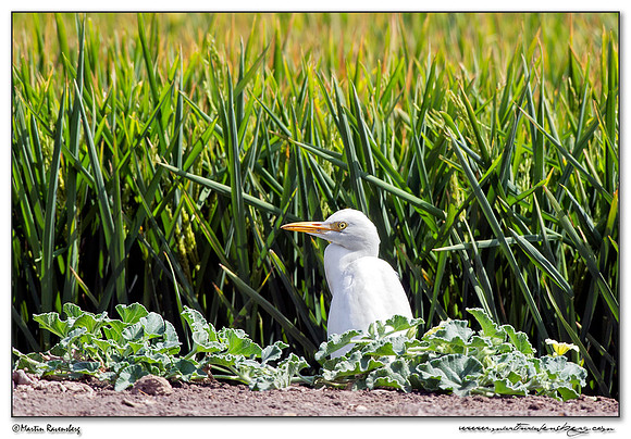 Cattle Egret (Koereiger) at the backcountry and low hills near Tarifa also known as the 'Campiña'.