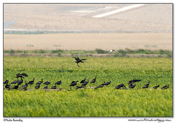 Glossy Ibis (Zwarte Ibis) at the backcountry and low hills near Tarifa also known as the 'Campiña'.