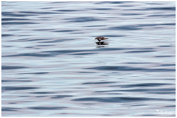 Northern Fulmar (Noordse Stormvogel)  near Moffen Island.