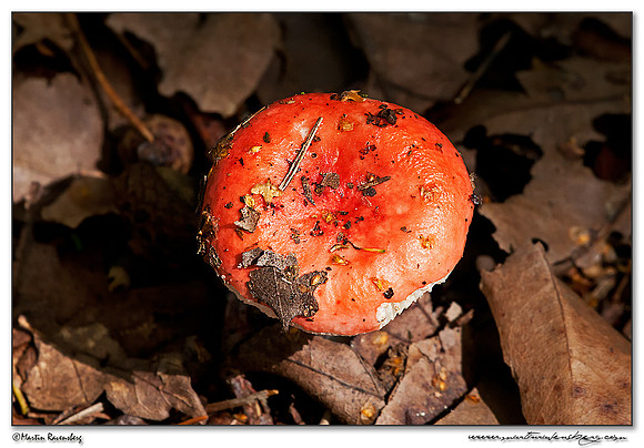 Emetic Russula / Braakrussula (Russula emetica) at the Hoge Veluwe National Park