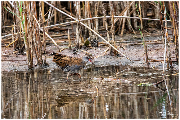 Water Rail (Waterral)