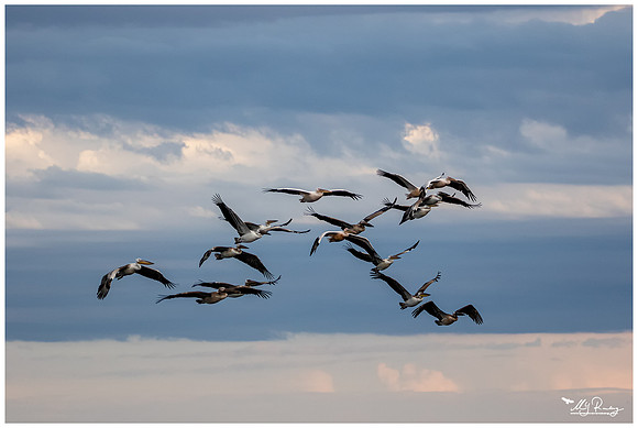 Great White Pelican (Roze Pelicaan)