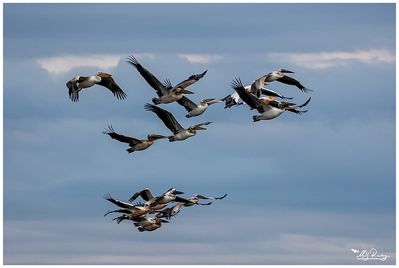 Great White Pelican (Roze Pelicaan)