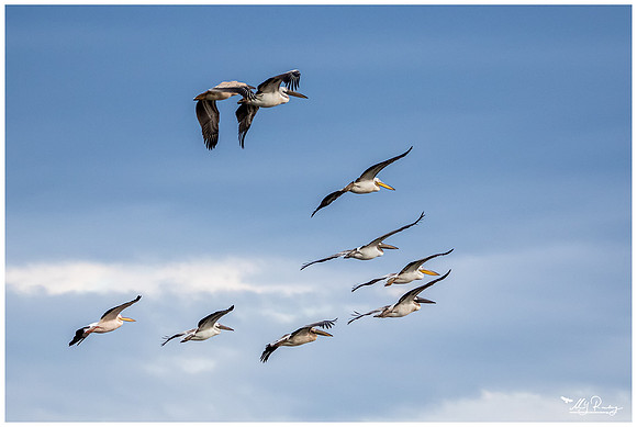 Great White Pelican (Roze Pelicaan)