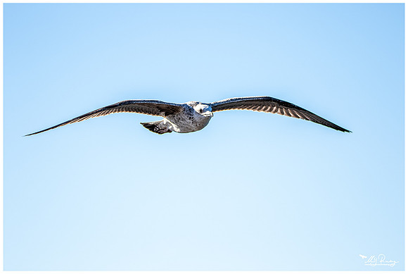 Yellow-legged Gull (Geelpootmeeuw)