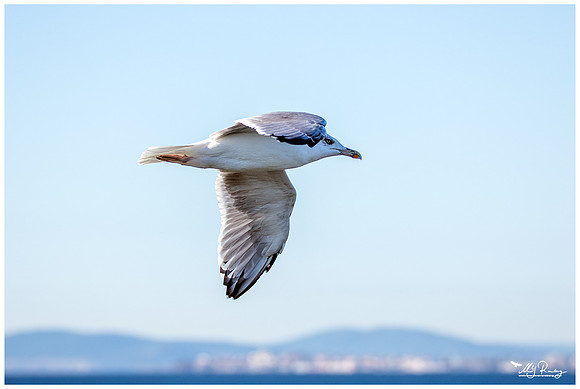 Yellow-legged Gull (Geelpootmeeuw)
