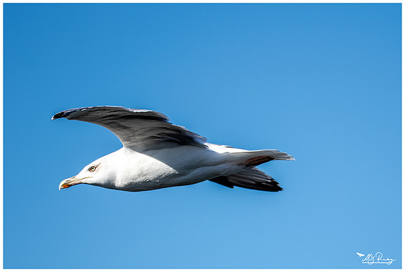 Yellow-legged Gull (Geelpootmeeuw)