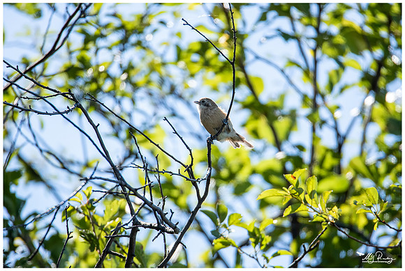 Eurasian Penduline Tit (Buidelmees)