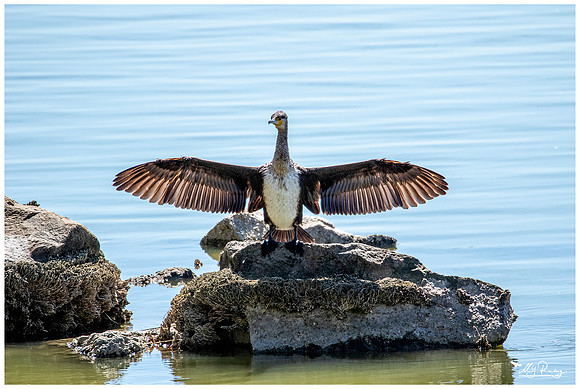 Great Cormorant (Aalscholver)