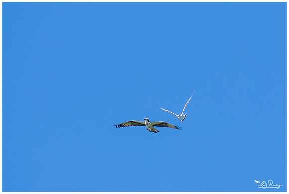 Osprey (Visarend) chased by a Yellow-legged Gull (Geelpootmeeuw)