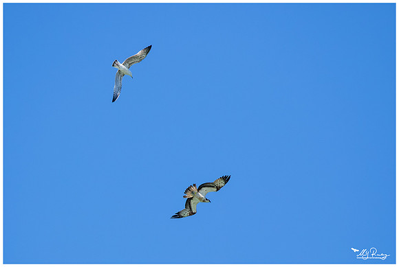 Osprey (Visarend) chased by a Yellow-legged Gull (Geelpootmeeuw)