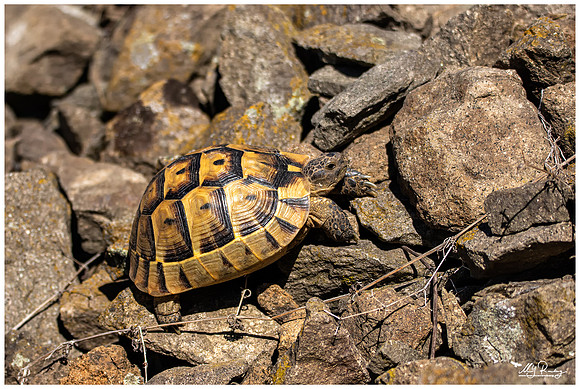 Greek Tortoise (Moorse Landschildpad) near Burgas
