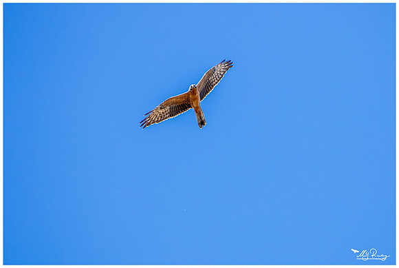 Montagu's Harrier (Grauwe Kiekendief)