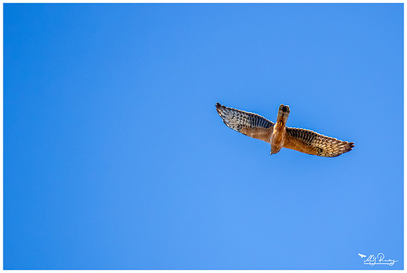 Montagu's Harrier (Grauwe Kiekendief)
