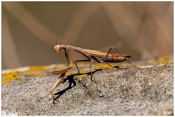 Praying Mantis (Bidsprinkhaan)