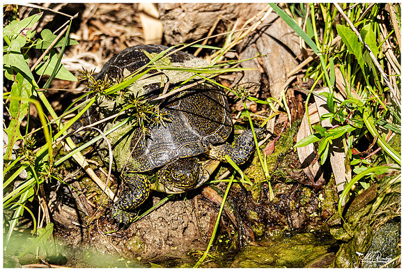European Pond Turtle (Europese Moerasschildpad)