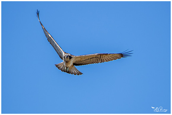 Osprey (Visarend)