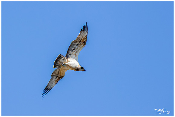 Osprey (Visarend)